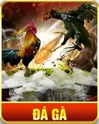 Đá Gà Dn88